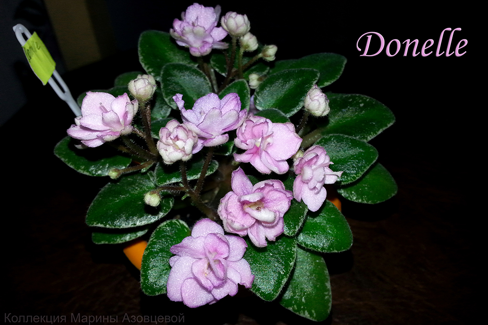 фиалка donelle, описание сорта