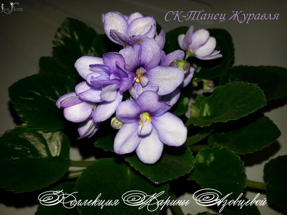 фиалка СК-Танец журавля
