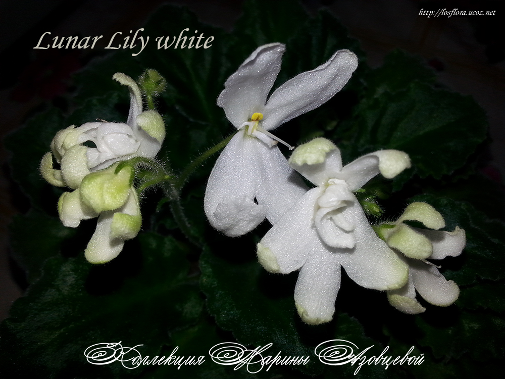 фиалка Lunar Lily White