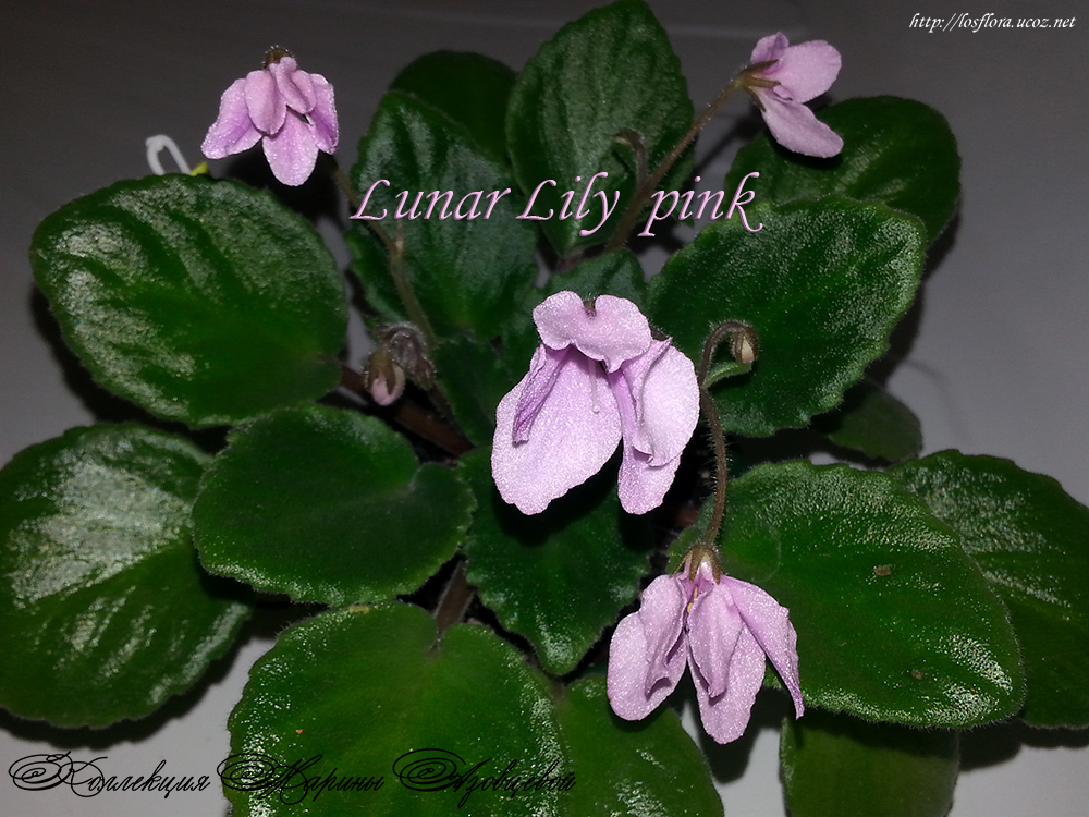 фиалка Lunar Lily pink