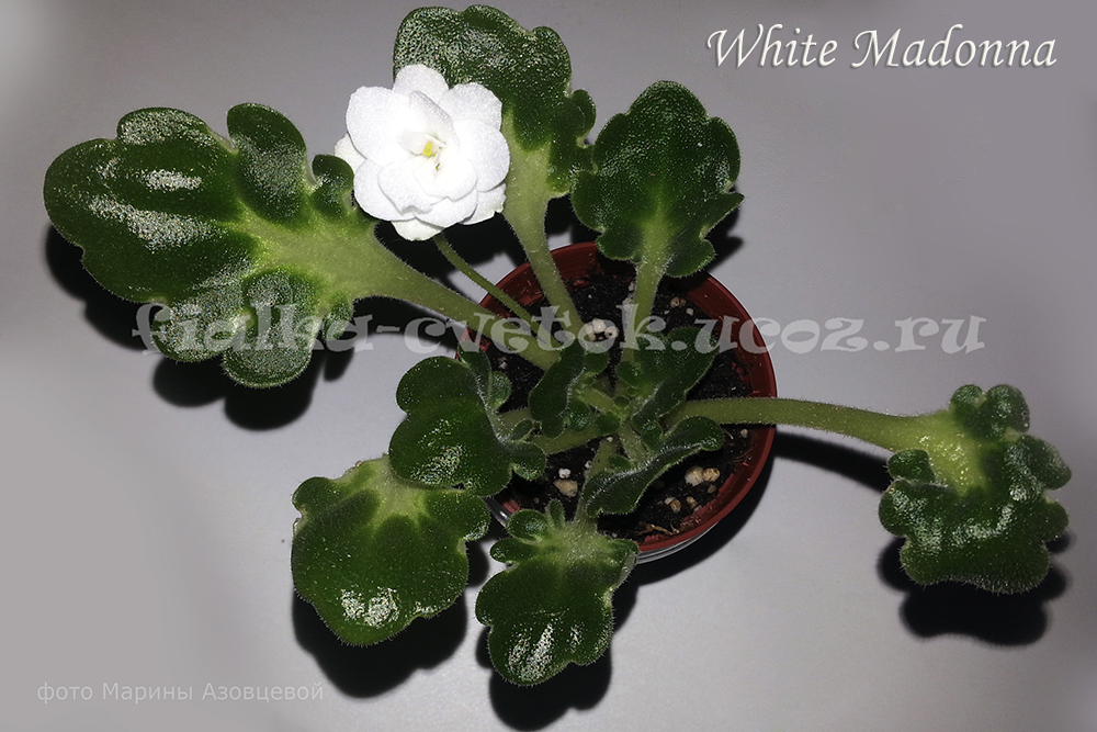 White Madonna